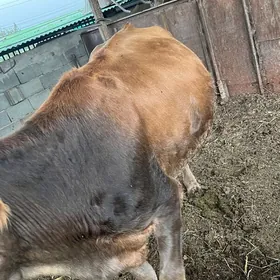 2 sany bakylan sygyr