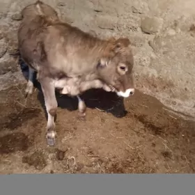 Amatly öküzler 5 sany