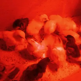 Цыплята тошкенской породы