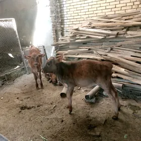 3aylyk gulajyn iki sany