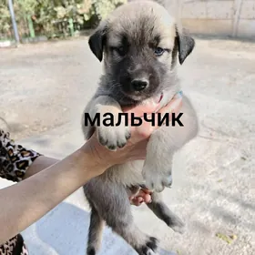 собака