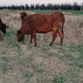 sygyrlar meýdanyň maly