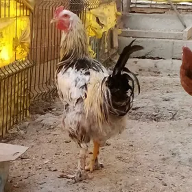 JÜÝJELER, TOWUKLAR, HORAZLAR.