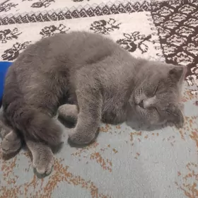 шотландыскы пишик