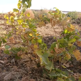 üzüm nahal 2 yyllyk