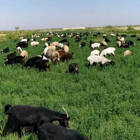 cekene goyun geci bakyan