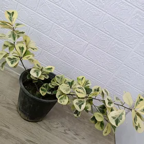 ФИКУС ТРИАНГУЛЯРИС