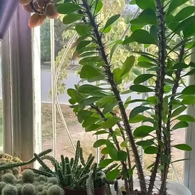 домашние цветы