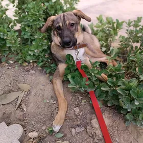 В добрые руки!