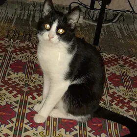 Отдам в добрые руки