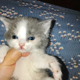 котята пародистые