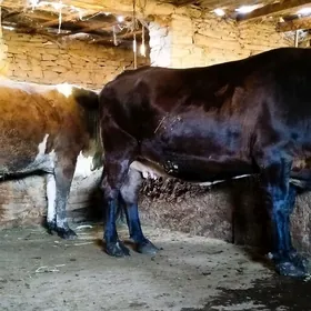 Arassa 2 sanak bogoz sygyr