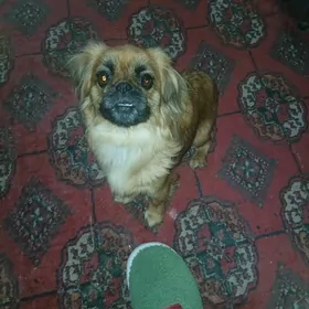 Пекине пекинес