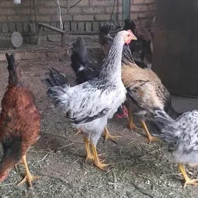 гигант хораз