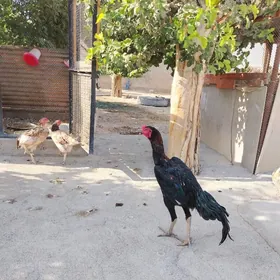 Taşkent horaz we maki