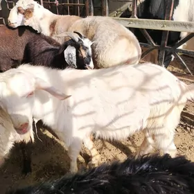 Teke zaanenski porodo