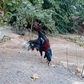 TAŞGENT HORAZ JÜÝJE