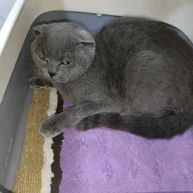 кошка вислаушка