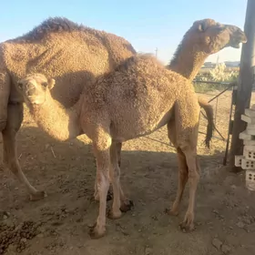 Кощекли дуйе