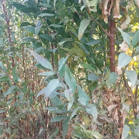 mendal [badam] nahel