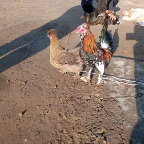 японка товшан туй