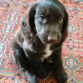 щенки русский спаниель мальчик