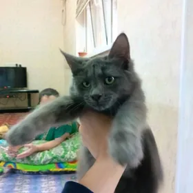 шотландский