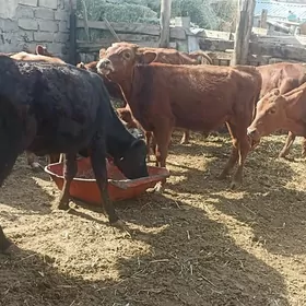 öküzçe tüwe öküz göle