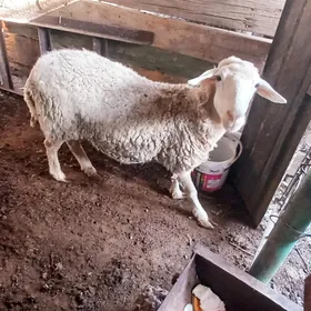 Satlyk bakylgy goyun