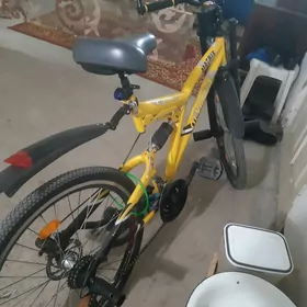 тигир олимпия