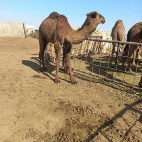 Овщук еркек