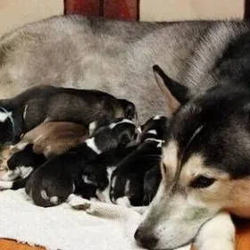 Хасики Чагалари