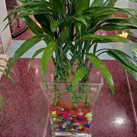 композиции в аквариуме