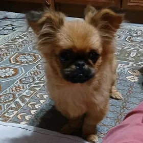 Шенок пекинеса