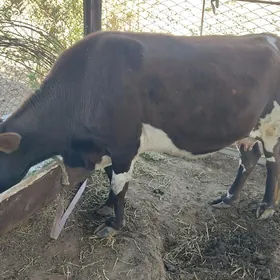 Gysyr Sygyr  im iýip ýören