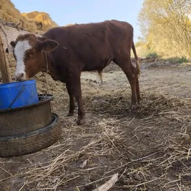 4саны топак