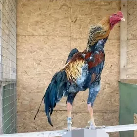 taskent juje  Jan da