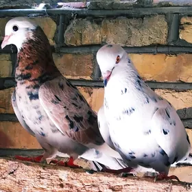 кепдерикепдери