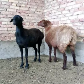 Goýunlar Gissar 2 sanak