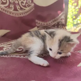 Отдам котят за корм