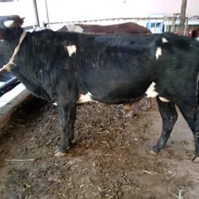 ökuzler ve unajynlar