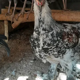 brama horazbrama horaz