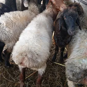 issek owec goyun tokly