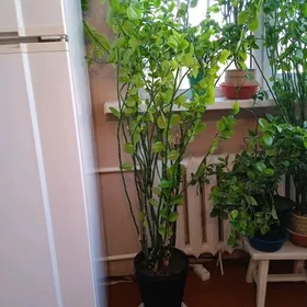 Берёзка крупная