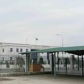 çalyşjak  taze  zam  4 kom