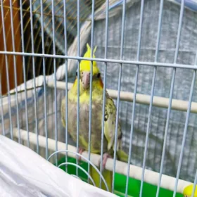 Попугай Корелла