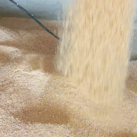 öküz sygyr goýun. towuk iým