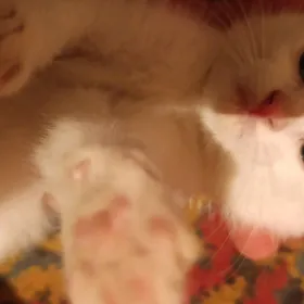 котенок веслоухий