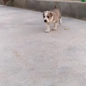 alabay tohum erkek güjük