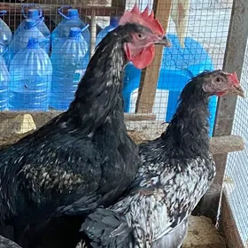 джерсийский